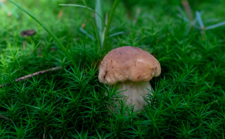 mushroom bolete in nature in the forestの写真素材