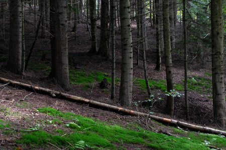 forest from the inside, trees and trunks