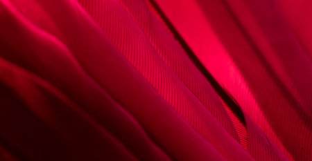 feather pigeon macro photo. texture or backgroundの写真素材