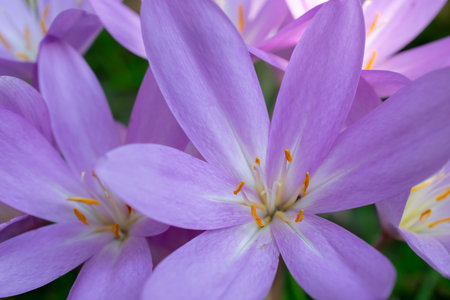 flowers in a summer garden in macro photosの写真素材