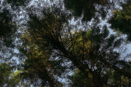 forest from the inside, trees and trunksの写真素材