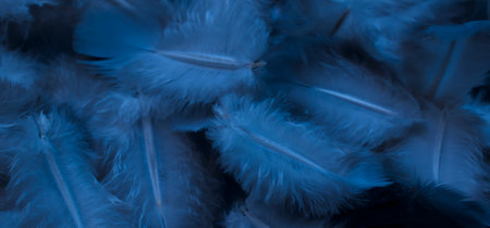 blue feather pigeon macro photo. texture or backgroundの写真素材