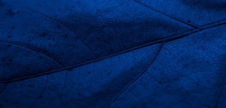 macro photo of a leaf on a backgroundの写真素材