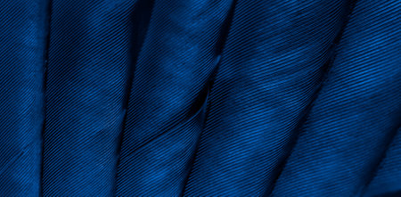 feather pigeon macro photo. texture or backgroundの写真素材