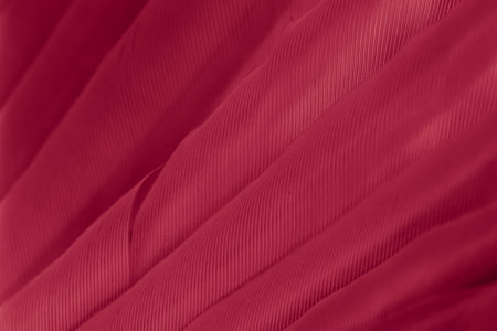 feather pigeon macro photo. texture or backgroundの写真素材