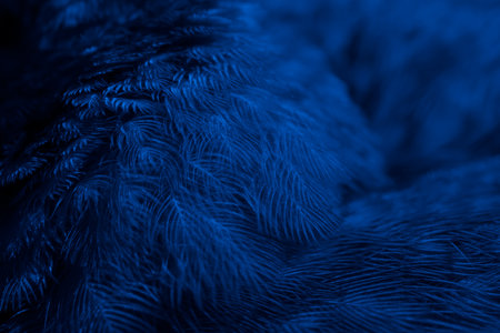 feather pigeon macro photo. texture or backgroundの写真素材