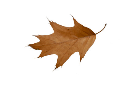 autumn leaf on white background