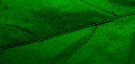 macro photo of a leaf on a background