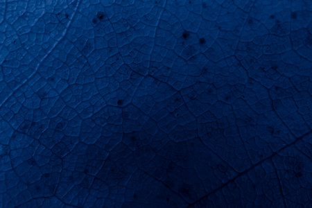leaf structure, macro photo on wallpaperの写真素材