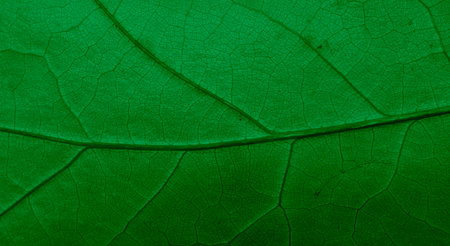 leaf structure, macro photo on wallpaper