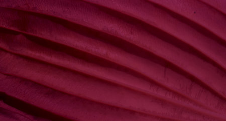 leaf structure, macro photo on wallpaperの写真素材