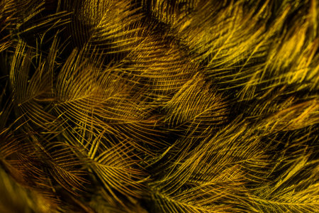 feather bird macro photo. texture or backgroundの写真素材