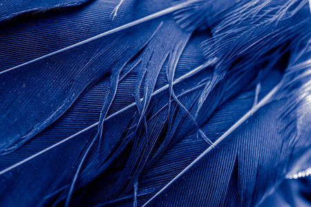 feather bird macro photo. texture or backgroundの写真素材