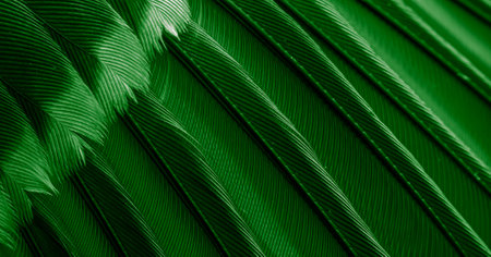 green feather pigeon macro photo. texture or backgroundの写真素材