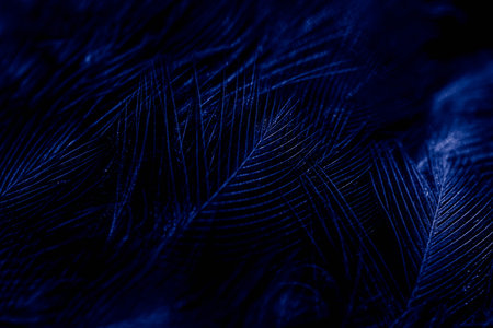 feather bird macro photo. texture or backgroundの写真素材