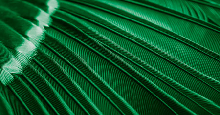 green feather pigeon macro photo. texture or backgroundの写真素材