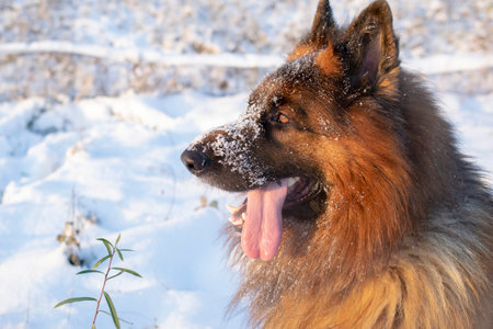 German Shepherd in the snowの写真素材
