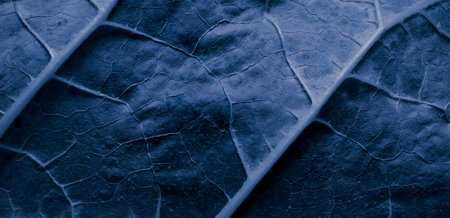 leaf, macro photo of a leaf on a backgroundの写真素材