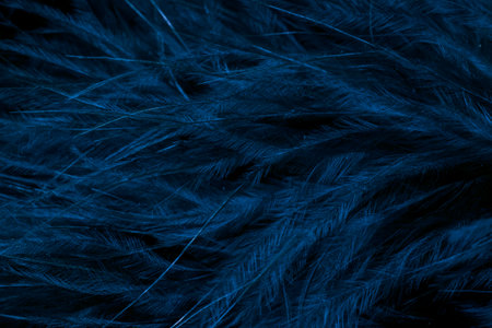 blue litle feather macro photo