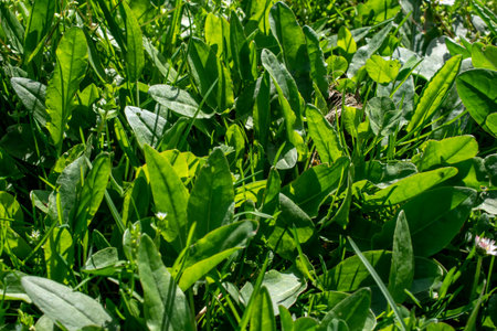 sorrel leaves. spring meadow, blooming fieldの写真素材