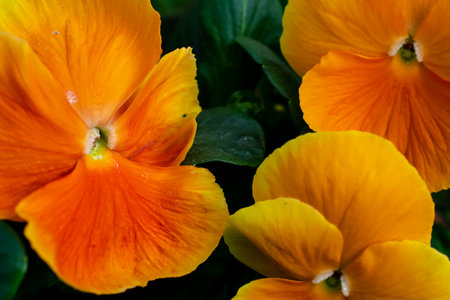 decorative flowers pansies, macro photoの写真素材