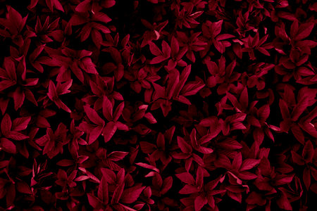 leafy background, wallpaper or textureの写真素材