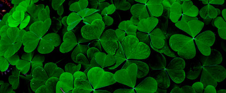clover in dark forest, background