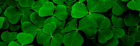 clover in dark forest, backgroundの写真素材