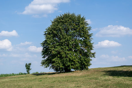 linden tree in late summer on a hillの写真素材