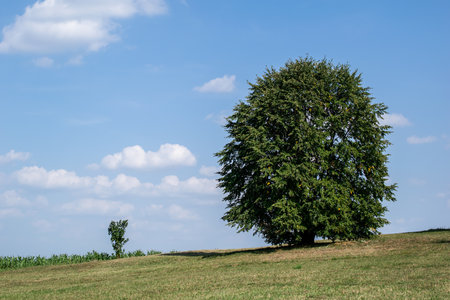 linden tree in late summer on a hillの写真素材