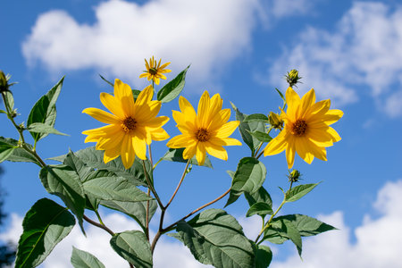 yellow flowers against the skyの写真素材