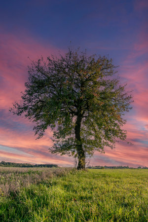 a lonely tree against the autumn skyの写真素材