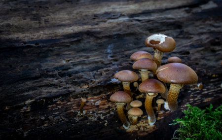 mushrooms growing on a tree trunk covered with mossの写真素材