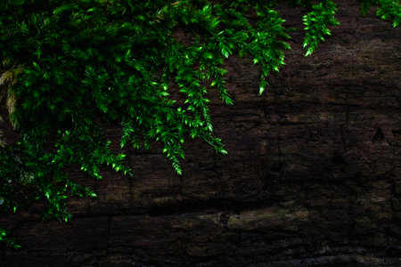 moss growing on the tree trunk
