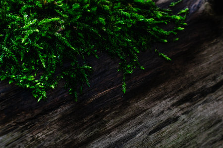 moss growing on the tree trunkの写真素材