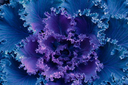 ornamental savoy cabbage, macro photoの写真素材