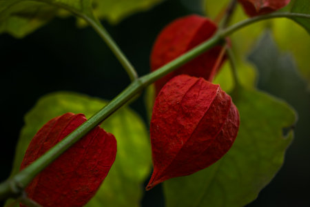 ornamental physalis inflated, red fruitsの写真素材