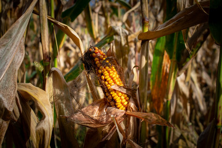 a cob of ripe cornの写真素材