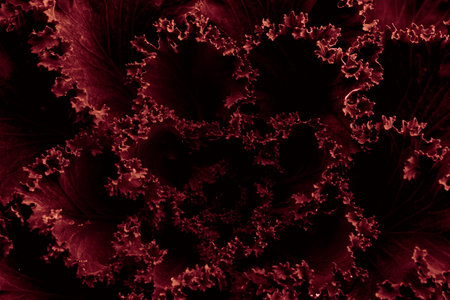 ornamental savoy cabbage, macro photoの写真素材