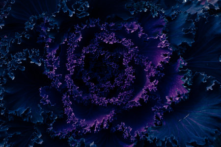 ornamental savoy cabbage, macro photo