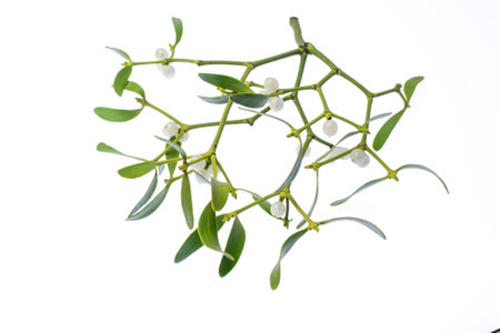 mistletoe, twig on white background
