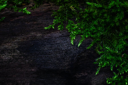 moss growing on the tree trunk