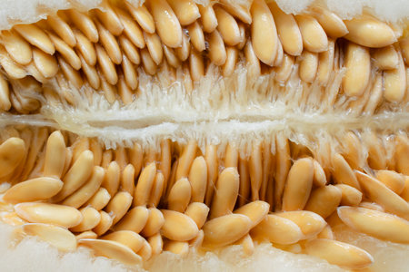 melon seeds. melon cut in halfの写真素材