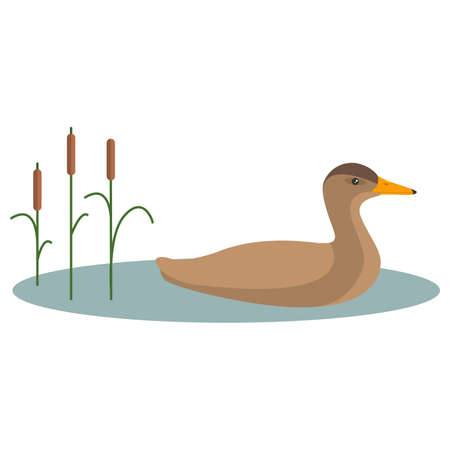 Mallard bird duck. Hunting for a game. Isolated on a white background.のイラスト素材