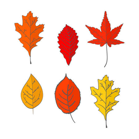 Set of autumn fallen leaves of yellow, red color. In flat style a vector.Oak, maple leaves.のイラスト素材