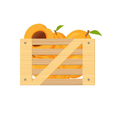 Wooden box with apricot . Harvesting fruit. Flat illustration vector.のイラスト素材