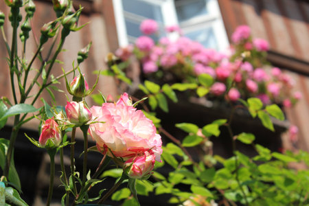 Normandy Rosesの写真素材
