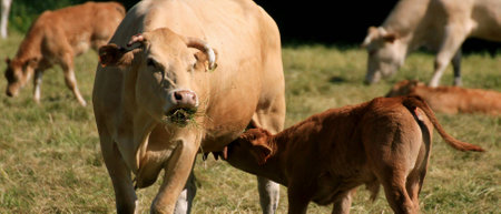 The time of the good cow milkの写真素材