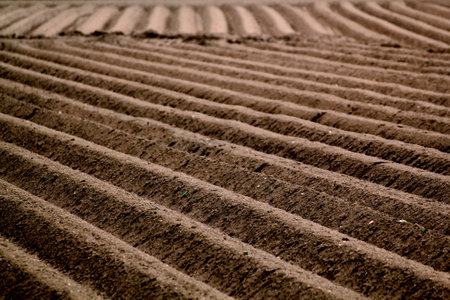 Agriculture: furrows in fieldsの写真素材