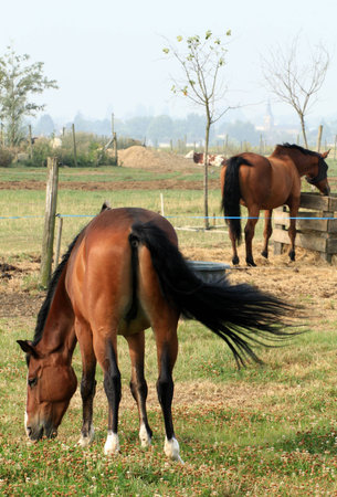 Horses eating in the pture